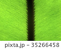 tropical plant - fern 35266458