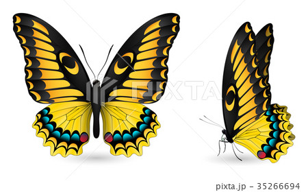 Set of colorful butterflies. Front and side view 35266694