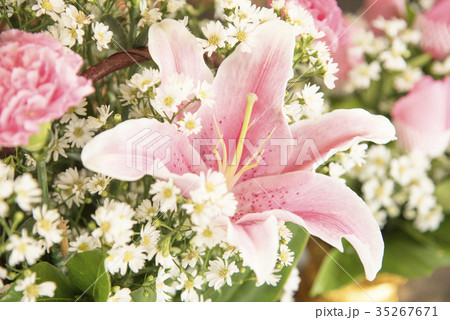 Flower on Natural background Flower on Natural background 35267671