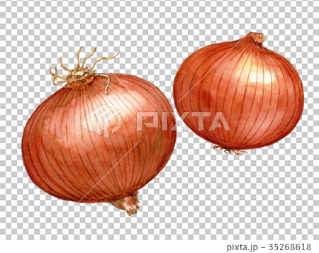 Onion 2 watercolor illustrations - Stock Illustration [35268618] - PIXTA
