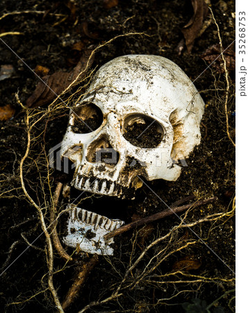 human skull buried in the soil with the roots human skull buried in the soil with the roots 35268753
