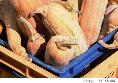 鶴首かぼちゃ6 35268908