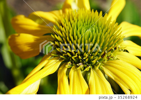 夏の陽射しが似合うエキナセア　サンシャインイエロー 35268924