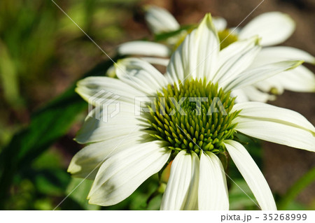 夏の陽射しが似合うエキナセア　パウワウホワイト 35268999