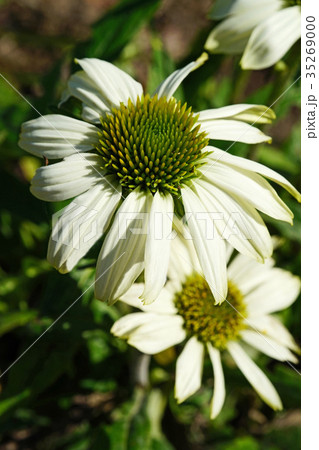 夏の陽射しが似合うエキナセア　パウワウホワイト 35269000