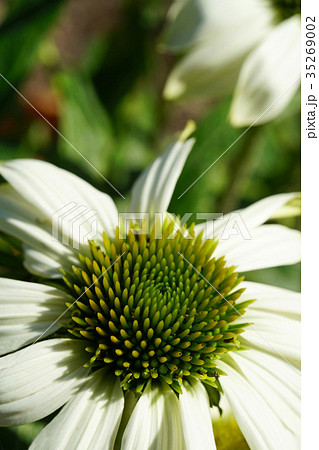 夏の陽射しが似合うエキナセア　パウワウホワイト 35269002