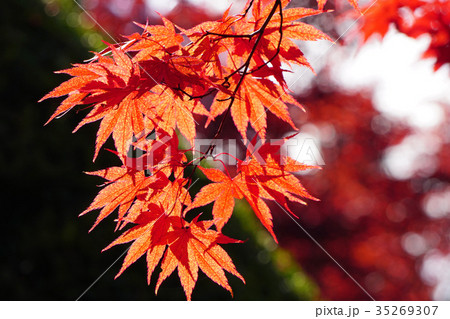 太陽光に透けた美しいノムラモミジの紅葉 35269307
