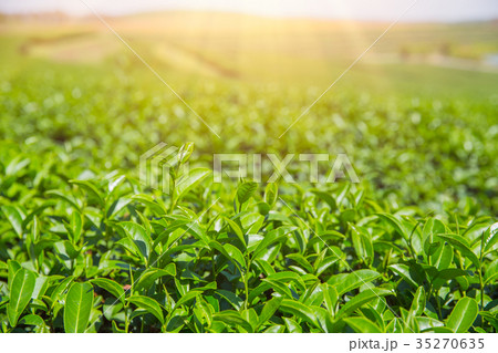 green tea agriculture field in Chiangrai Northern green tea agriculture field in Chiangrai Northern 35270635