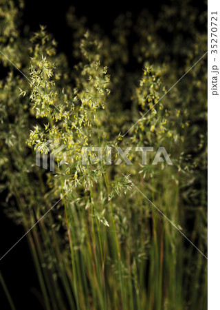 Blooming Poa grass Blooming Poa grass 35270721