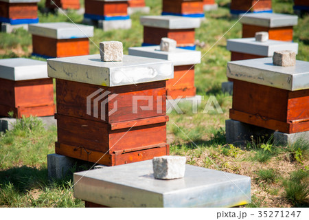 Hives in the apiary 35271247
