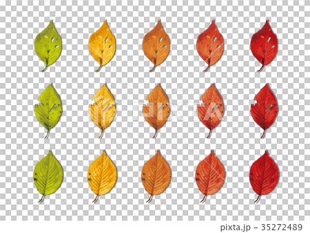 Sakura Autumn leaves shadow list Sakura Autumn leaves shadow list 35272489