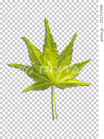 Maple autumn leaves 1-1 shadow Maple autumn leaves 1-1 shadow 35272490