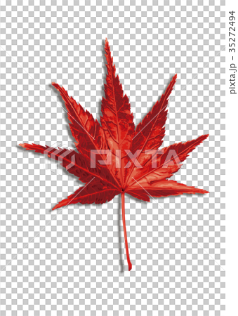Maple autumn leaves 1-5 shadow Maple autumn leaves 1-5 shadow 35272494