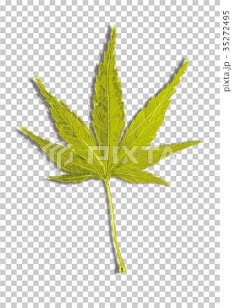 楓葉秋葉2-1影 楓葉秋葉2-1影 35272495