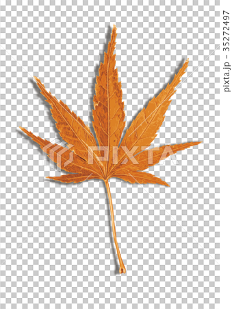楓葉秋葉2-3影 楓葉秋葉2-3影 35272497