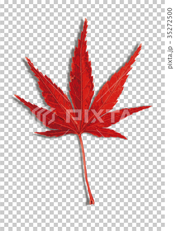 Maple autumn leaves 2-5 shadow Maple autumn leaves 2-5 shadow 35272500