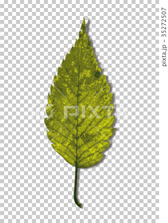 Zelkova autumn leaves 1-1 shadow Zelkova autumn leaves 1-1 shadow 35272507