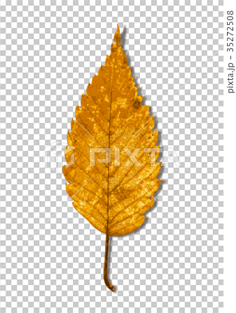 Zelkova autumn leaves 1-2 shadow Zelkova autumn leaves 1-2 shadow 35272508