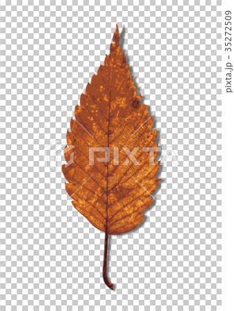 Zelkova autumn leaves 1-3 shadow Zelkova autumn leaves 1-3 shadow 35272509