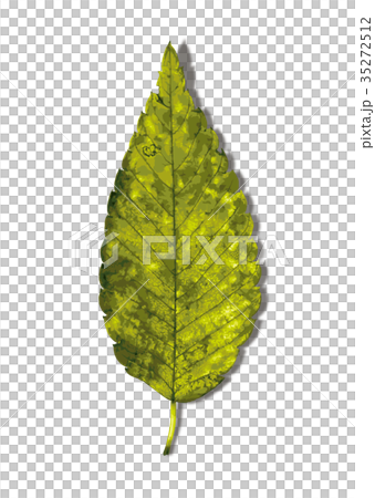 ケヤキ紅葉2 1シャドーのイラスト素材