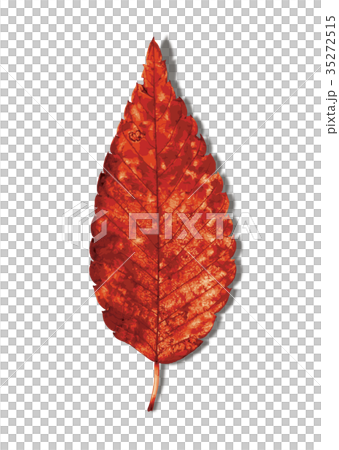 Zelkova autumn leaves 2-4 shadow Zelkova autumn leaves 2-4 shadow 35272515