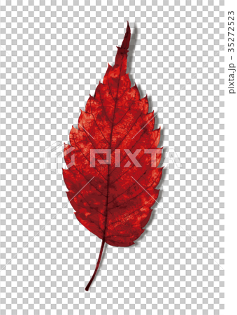 Zelkova autumn leaves 3-5 shadow Zelkova autumn leaves 3-5 shadow 35272523