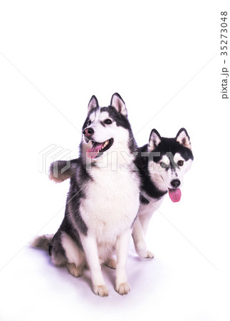 大型犬 2匹の犬 シベリアンハスキー コンビ 大型犬 2匹の犬 シベリアンハスキー コンビ 35273048