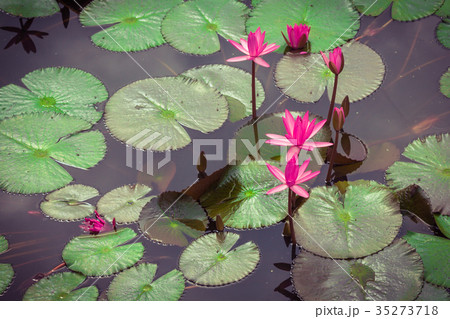 The lotus flower. The lotus flower. 35273718