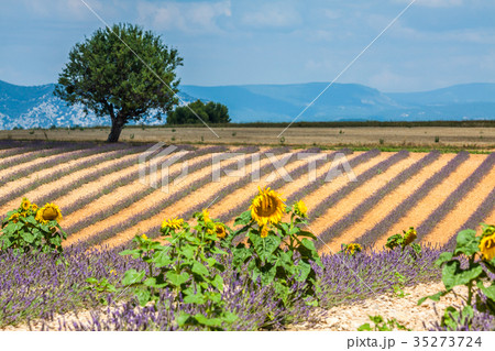 Lavender field. The plateau of Valensole  Provence 35273724