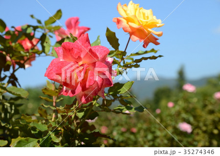 リオサンバ 35274346