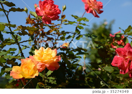 リオサンバ リオサンバ 35274349