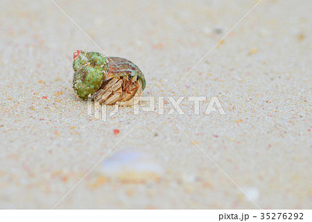 宮古島のオカヤドカリ 35276292