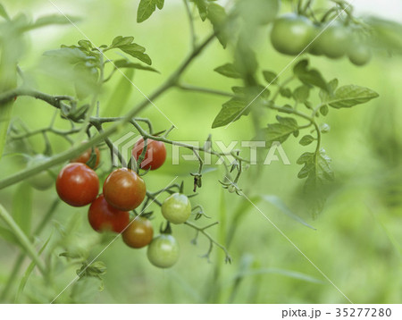 ミニトマト 野菜 トマト 35277280