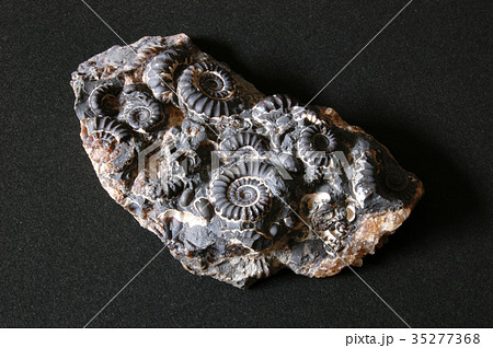 アンモナイト 化石 35277368