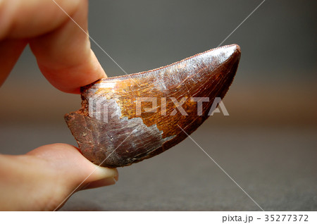 恐竜  歯  化石 35277372