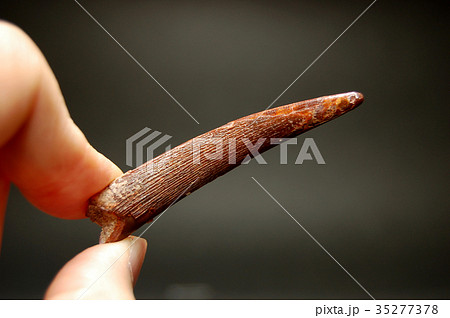 恐竜  歯  化石 35277378