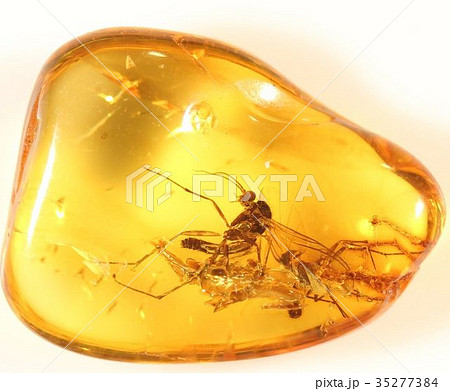 虫入り琥珀 35277384