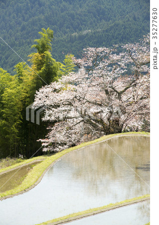 三多気の桜 35277630