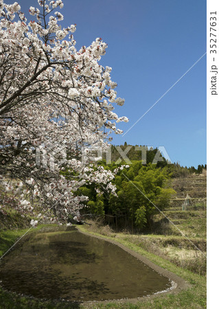 三多気の桜 35277631