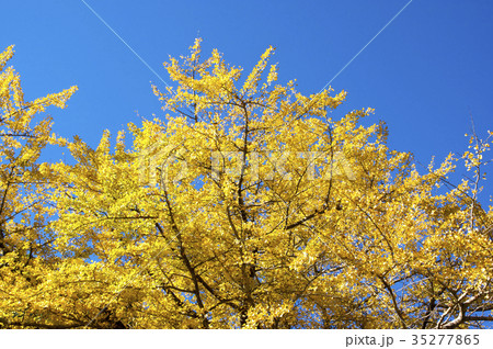 紅葉したイチョウ 35277865
