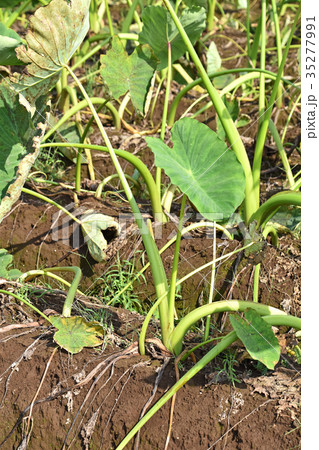 サトイモ畑 35277991