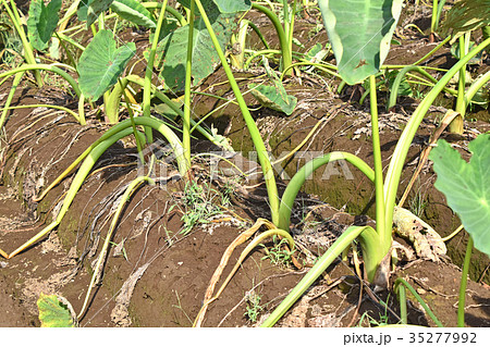 サトイモ畑 35277992