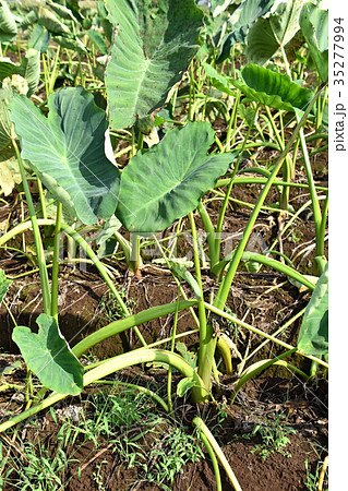 サトイモ畑 35277994