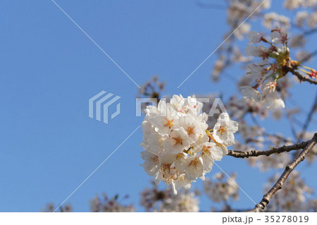 青空と桜 青空と桜 35278019