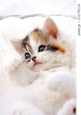 スコティッシュフォールドの子猫 35278114