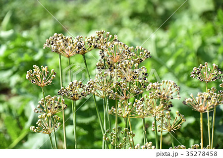 ニラの種 ニラの種 35278458