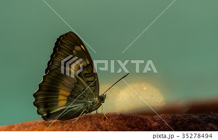 蝶 チョウ 蝴蝶 35278494