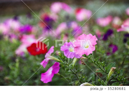 ペチュニア 衝羽根朝顔 ペチニア 35280681