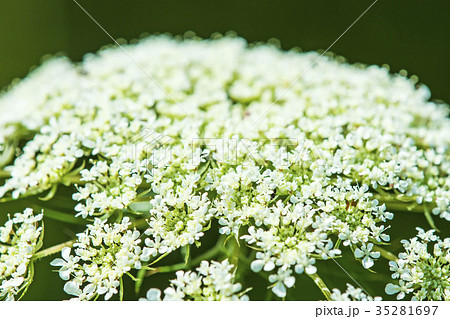 wild carrot wild carrot 35281697