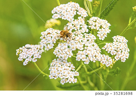 common yarrow, medicinal herb with beetle 35281698